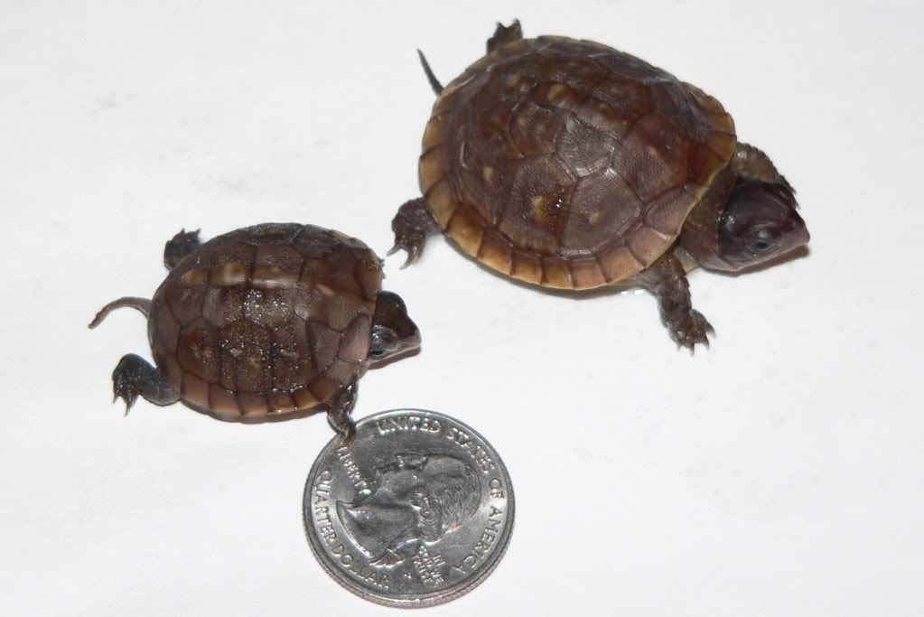 For Sale World's Smallest Box Turtle!!! FaunaClassifieds